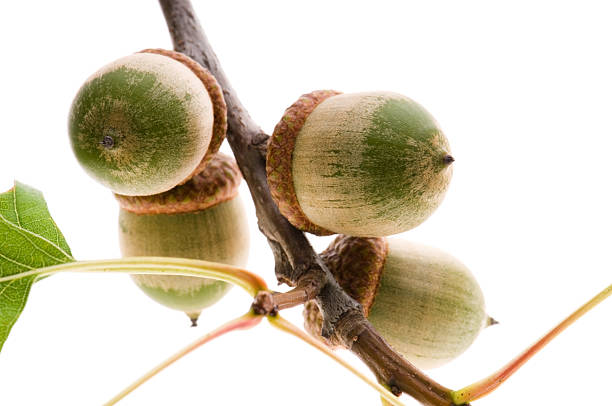 istock Oak Branch with Acorns isolated on white 106587707