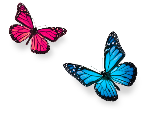 Mariposa monarca azul y rosa photo