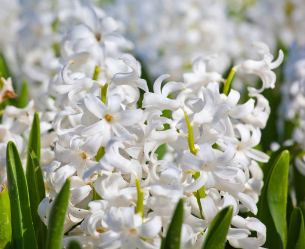 istock hyacinth flowers close-up 1065878918