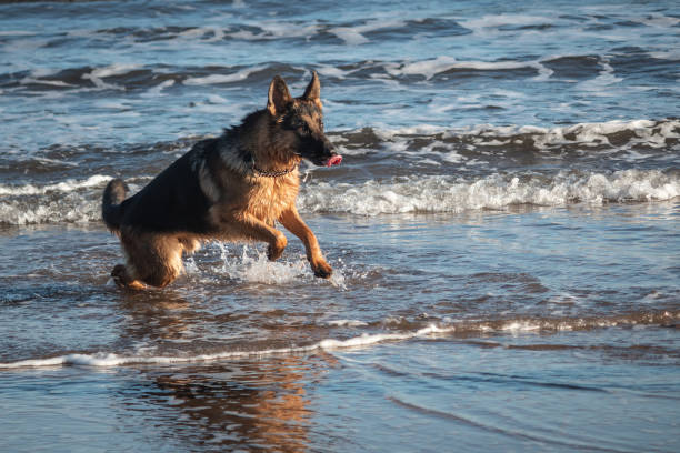 istock Dogs on the beach. 1065879038