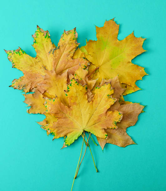 istock stack of yellow dry maple leaves on turquoise background 1065884072