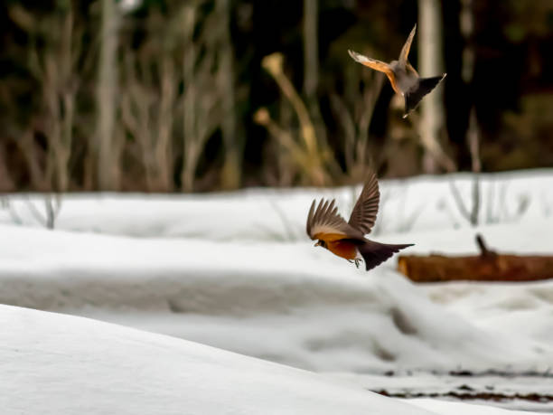 Male robins competing for territory with snowy background stock photo