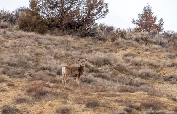 Young white-tailed doe alone in early Spring stock photo