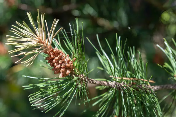 Evergreen pine or fir branch with a cluster of small brown cones at the end and green needles growing in a forest in sunshine in a close up view