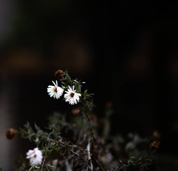 istock flowers with white petals on a black background. isolate 1065888952