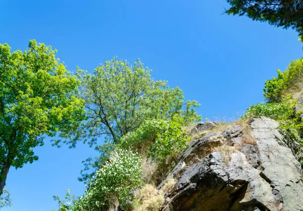 Scenic mountain landscape with rugged rocks and fresh green spring trees under a sunny clear blue sky