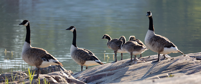 Cute Canada Goose bird family resting on a rock by the sea (latin: Branta canadensis)