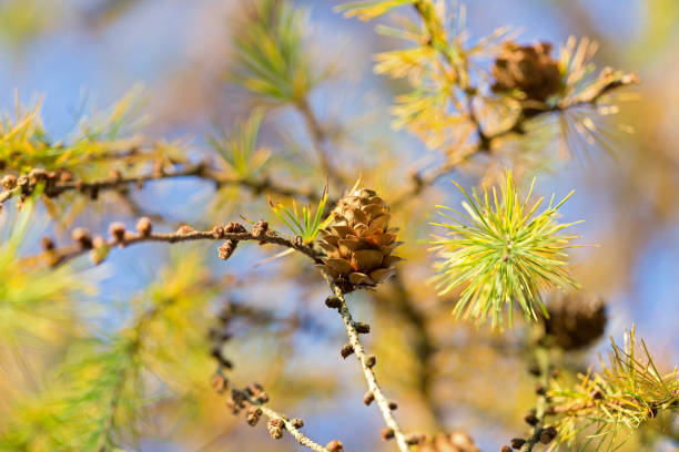 Larch branches with cones and gold-colored needles