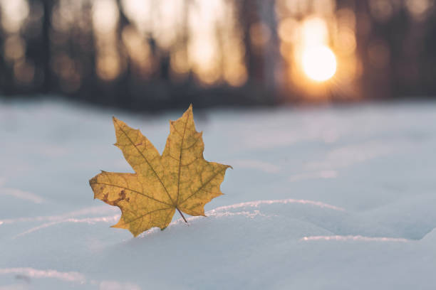 Autumn mood. Goodbye autumn and hello winter.