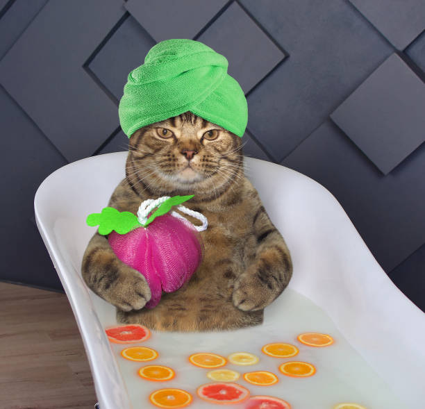 Cat in a green turban takes a bath