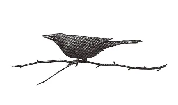 Vector illustration of Common Grackle perching on branch
