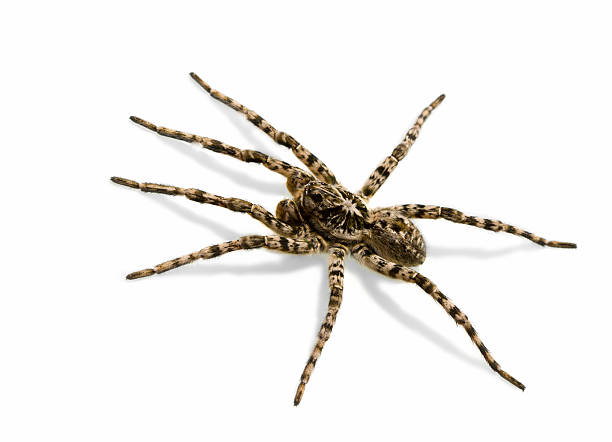 istock Spider - creepy fear 106589652