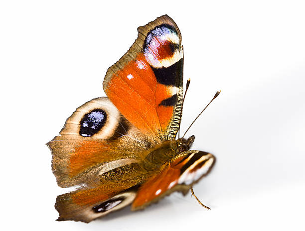 istock spread wings of Peacock butterfly 106589735