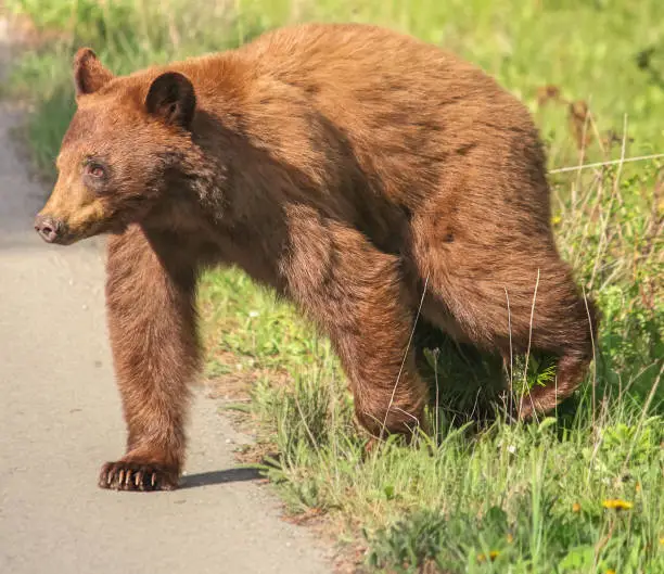 Cinnamon coloured black bear stepping onto the road to cross