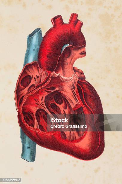 Human Heart Illustration Stock Illustration - Download Image Now - Heart - Internal Organ, Heart Shape, Anatomy