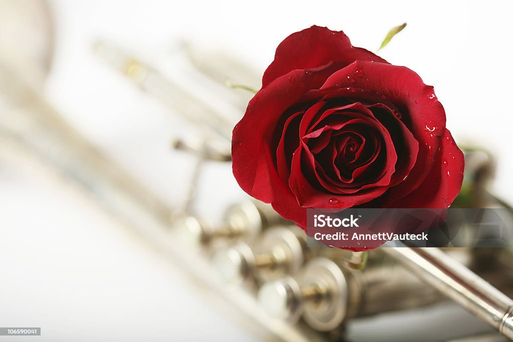 Красная роза с trumpet - Стоковые фото Без людей роялти-фри