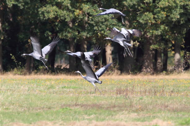 istock Common cranes in the field Mecklenburg Germany 1065901844