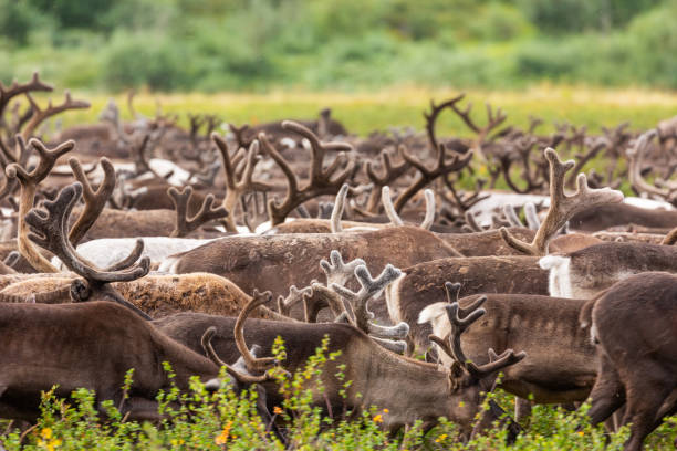 istock Reindeer grazing in the tundra 1065903746