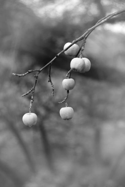 Image of branch of fruit tree on the Greek Island of Chios in the Aegean Sea in summer (late May) on a sunny day. The image was captured on old-fashioned 35mm black and white grainy ISO 400 film by an analogue (or analog) 35 mm film camera and a wide-angle prime lens. The granularity in the image is real film grain (due to the presence of small particles of a metallic silver on the negative). Minimal post processing has been done (only adjustment of histogram). The image is part of a series of analog black and white images of Chios, Greece.