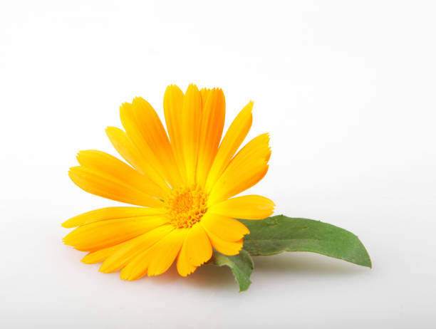 Marigold - Calendula Officinalis Marigold - Calendula Officinalis Isolated On White Background pot marigold stock pictures, royalty-free photos & images