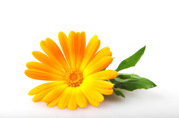 marigold - calendula officinalis - pot marigold single flower flower flower head foto e immagini stock