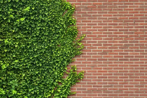 Photo of Wild grape on the wall of an old building.