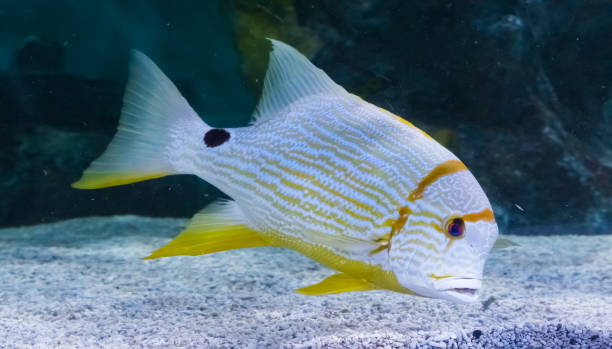 tropischen gelb gestreiften weißfisch mit einem schwarzen fleck lebendige bunte big fish - imperial angelfish stock-fotos und bilder