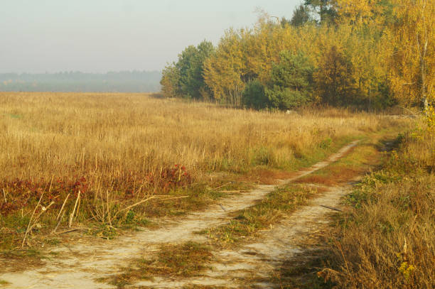 istock Dirt road along the field and forest 1065906110