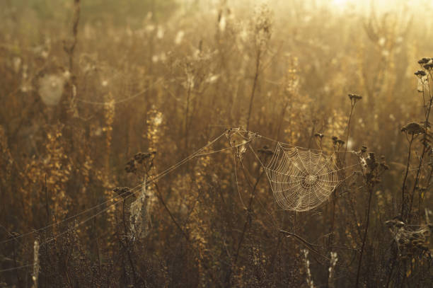 Dry grass and cobweb in dew drops on a blurred background