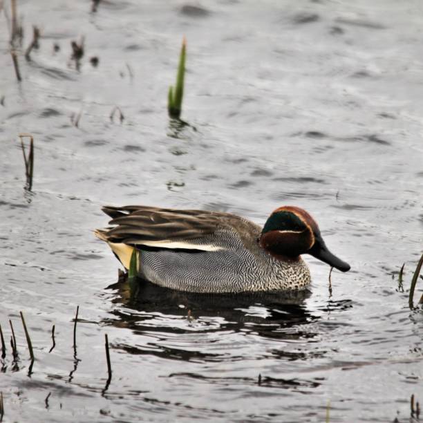 istock A close up of a Teal 1065909244