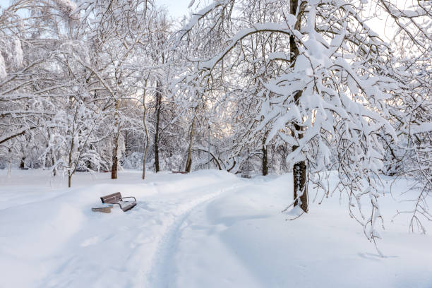 istock Snowy winter in the Park. Trees after snowfall. 1065911530