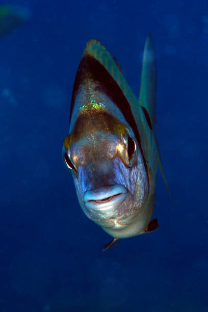 istock Underwater Sea Life 1065911682