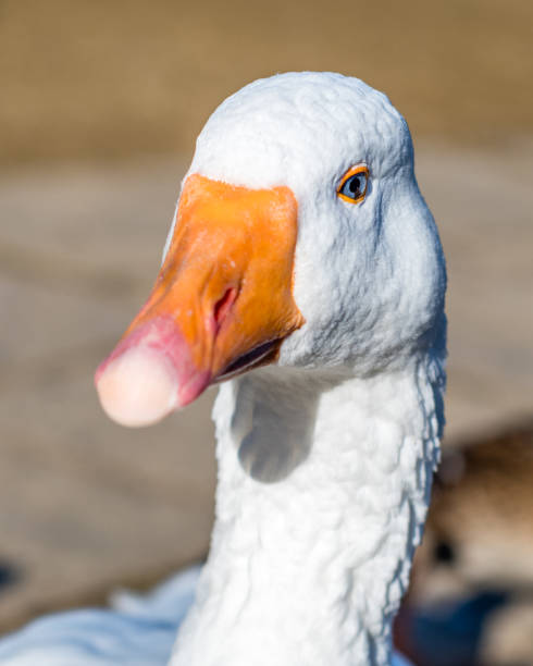 istock Domestic Goose Close up 1065914634