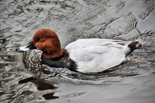 istock A picture of a Canvasback Duck 1065916298