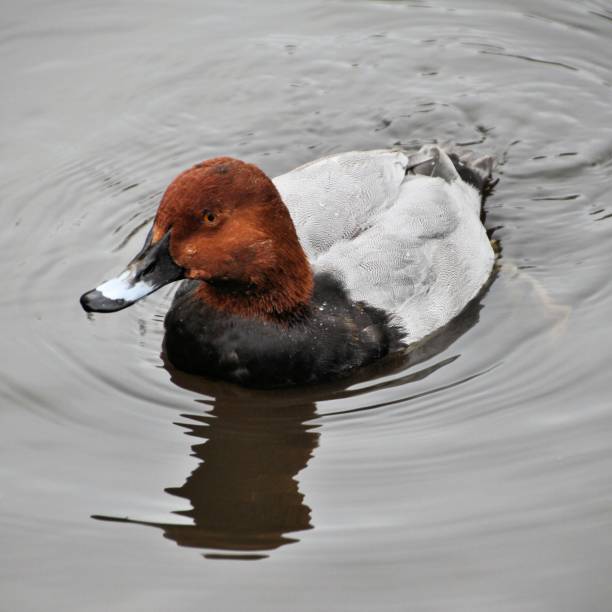 A picture of a Canvasback Duck A picture of a Canvasback Duck male north american canvasback duck aythya valisineria stock pictures, royalty-free photos & images
