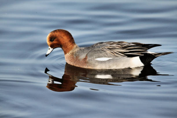 A picture of a Canvasback Duck A picture of a Canvasback Duck male north american canvasback duck aythya valisineria stock pictures, royalty-free photos & images