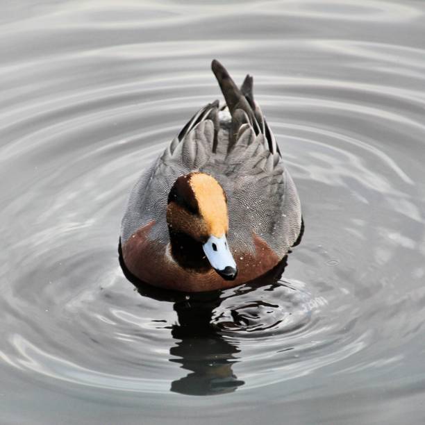 istock A picture of a Eurasian Wideon 1065916400