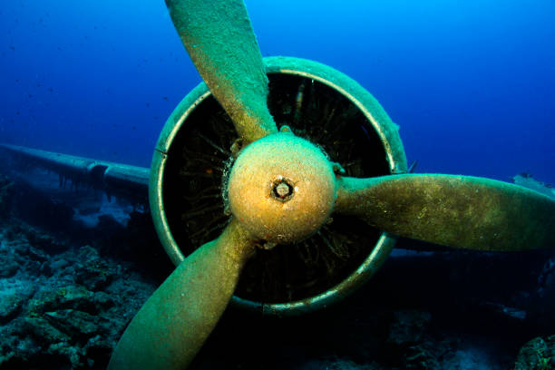 istock Underwater Sea Life 1065916856
