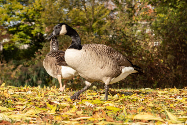 istock Canada geese in autumn 1065917770