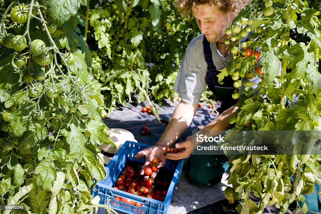 Corte de tomate - Foto de stock de Colheita royalty-free