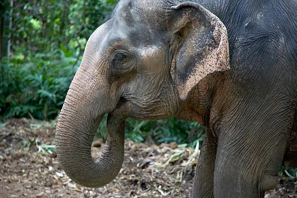 Photo of elephant camp