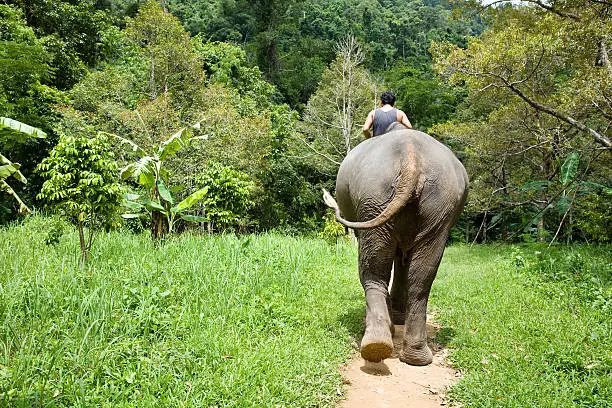 Photo of riding on an elephant