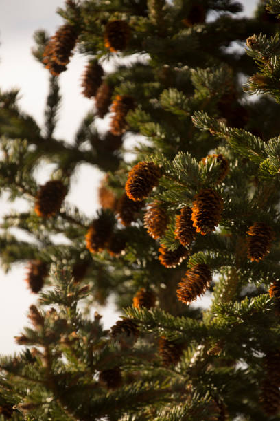 istock Rocky Mountain National Park 1065924894