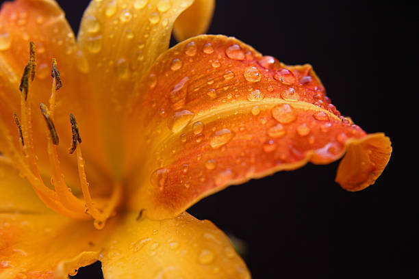 Orange lily with raindrops stock photo