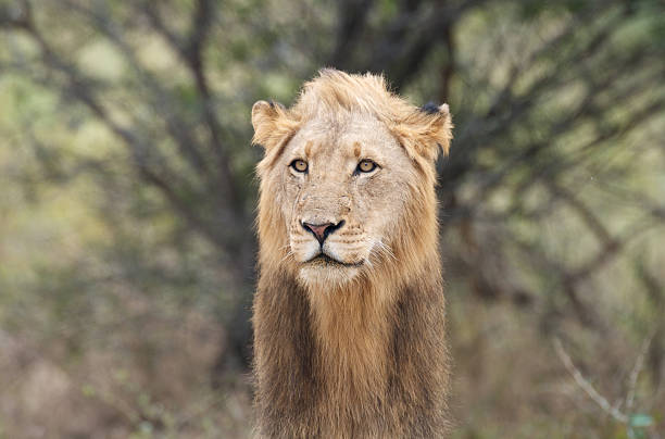 istock Male african Lion 106592543