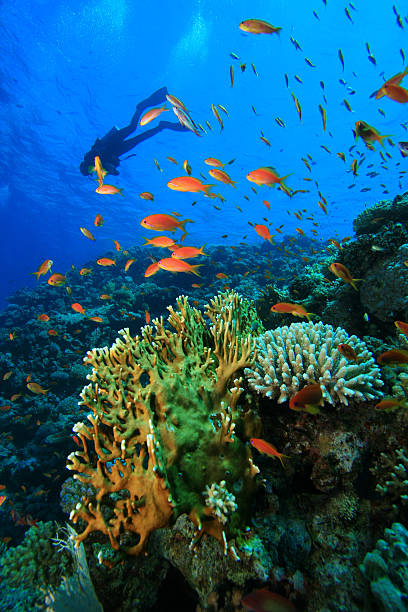 istock Scuba diver observing coral reef and brightly colored fishes 106592571