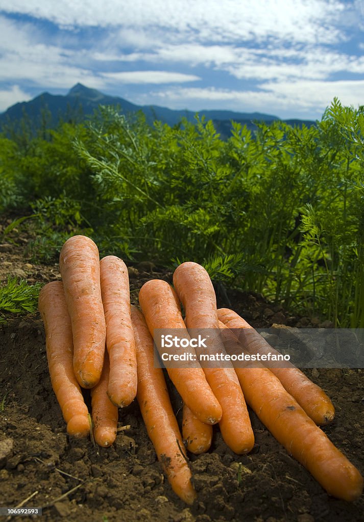 Carote sul campo - Foto stock royalty-free di Alimentazione sana