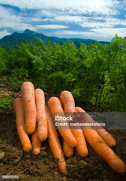 Carote Sul Campo - Fotografie stock e altre immagini di Alimentazione sana - Alimentazione sana, Ambientazione esterna, Arancione