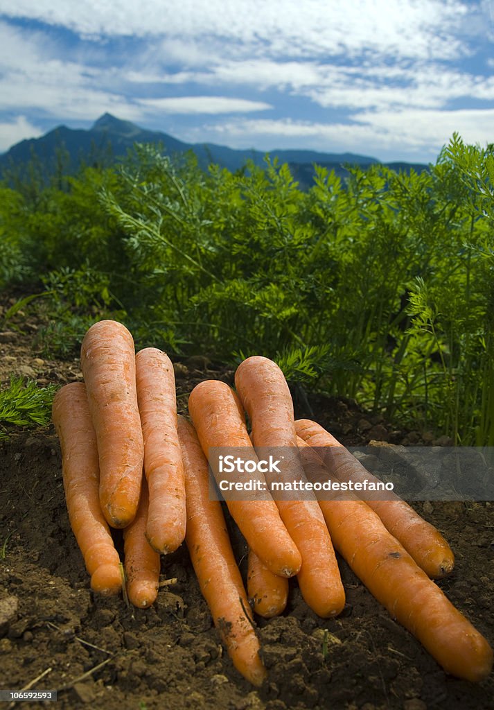 Cenouras em campo - Foto de stock de Alimentação Saudável royalty-free