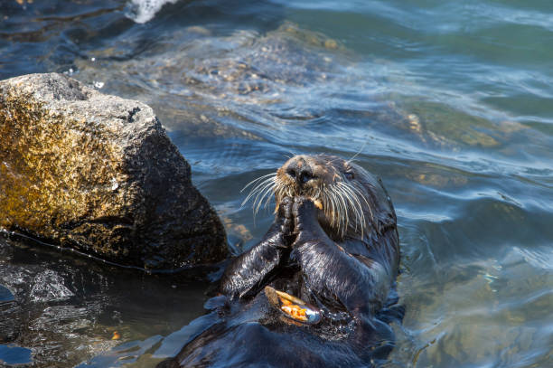 istock Close-up of Sea Otter Eating Shellfish 1065925948